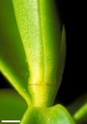 Veronica urvilleana. Leaf bud with no sinus. Scale = 1 mm.
 Image: W.M. Malcolm © Te Papa CC-BY-NC 3.0 NZ